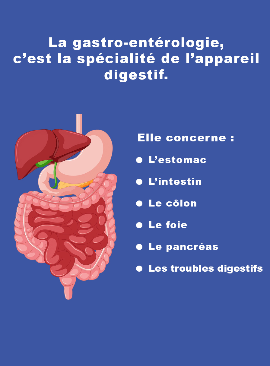 Illustration des organes digestifs suivis en gastro-entérologie : estomac, intestin, foie et pancréas